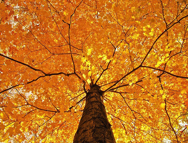عکس طبیعت پاییزی یک درخت