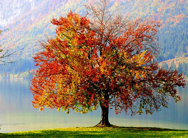 عکس تک درخت طبیعت پاییزی