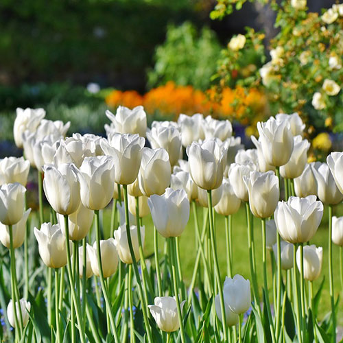 عکس گلهای لاله سفید