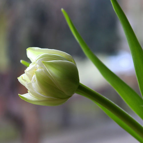 عکس شاخه گل لاله سفید