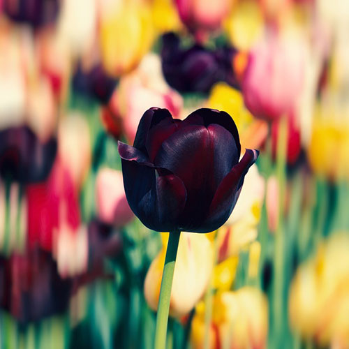 گل لاله سیاه