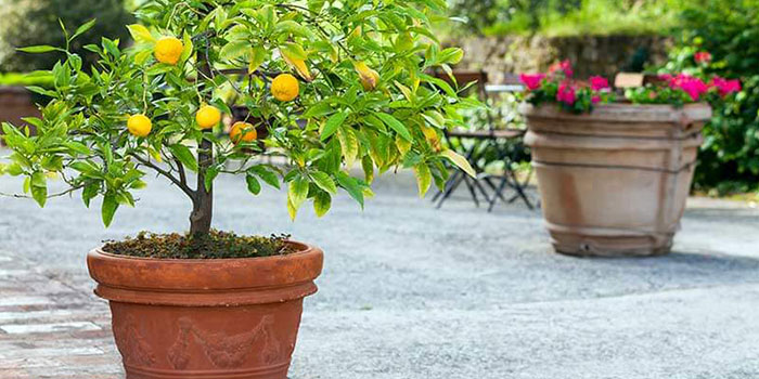 با کاشت لیمو در گلدان خانه را معطر کنید