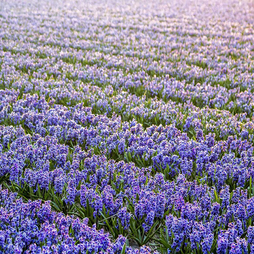عکس باغ گل سنبل آبی