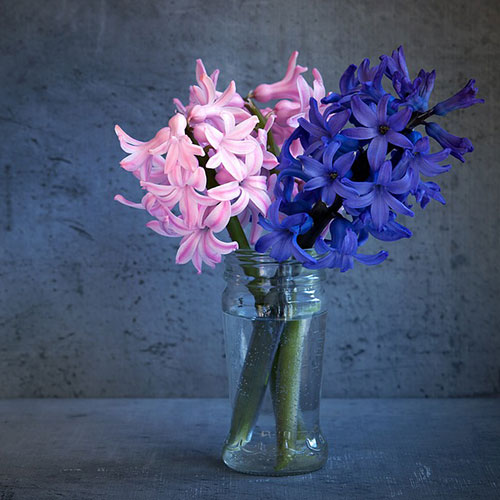 عکس گلهای سنبل آبی و صورتی