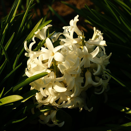 گل سنبل سفید