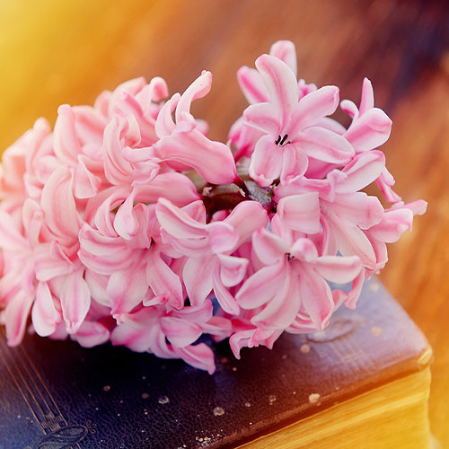 عکس زیبای از گل سنبل برای پروفایل