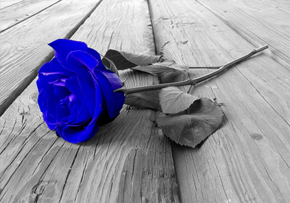 عکس گل آبی برای پروفایل
