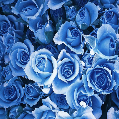 عکس گل های رز آبی کم رنگ