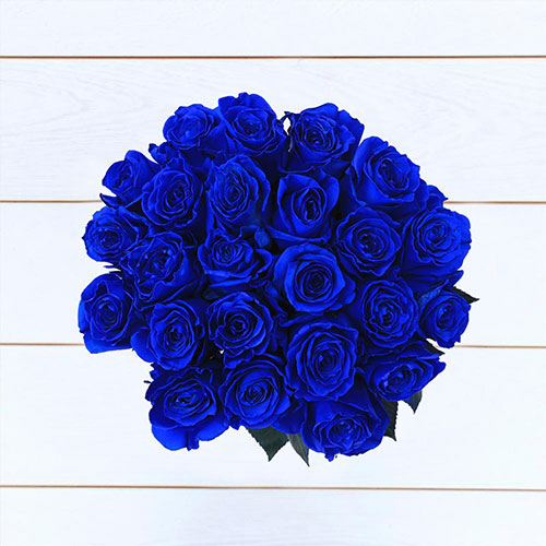 گل رز آبی زیبا