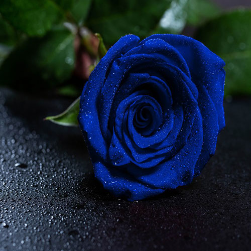 عکس شاخه گل رز آبی