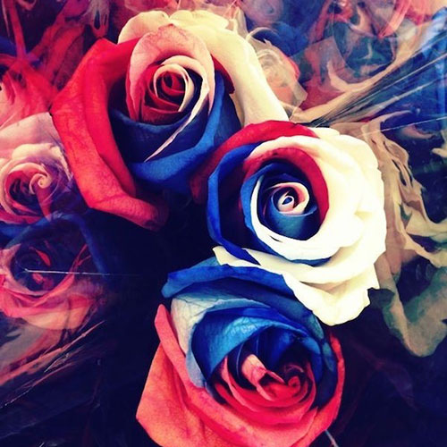 گل رز آبی و قرمز