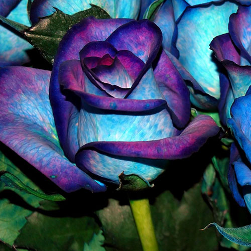 عکس گل آبی دو رنگ