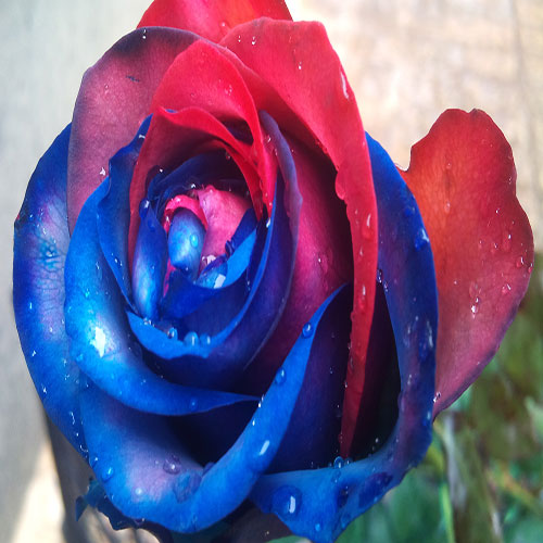عکس شاخه گل رز آبی و قرمز