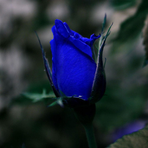 عکس غنچه گل رز آبی