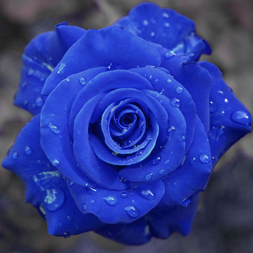 عکس تک گل رز آبی