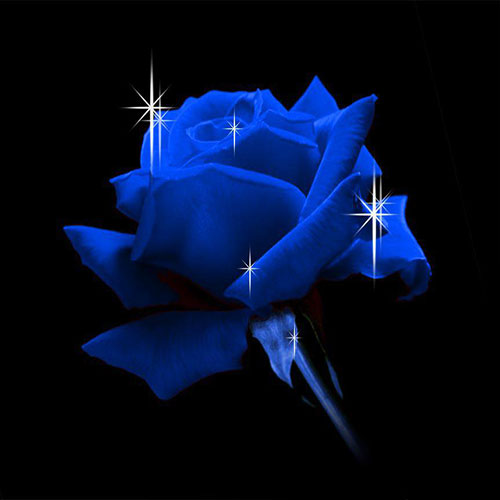 عکس های گل رز آبی براق