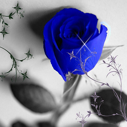 گل رز آبی با کیفیت بالا