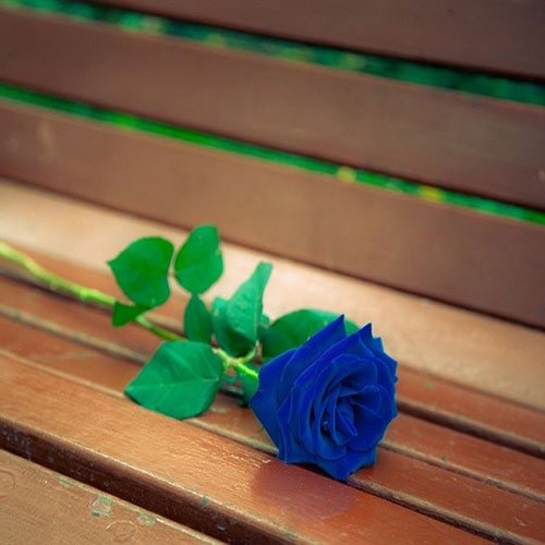 عکس شاخه گل رز آبی