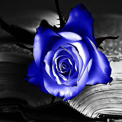 گل رز آبی جدید
