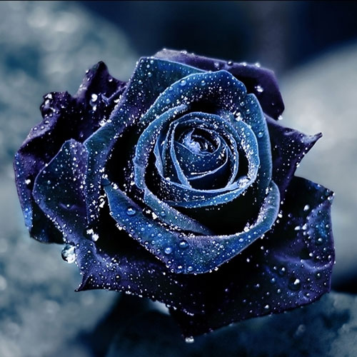 گل رز آبی پررنگ