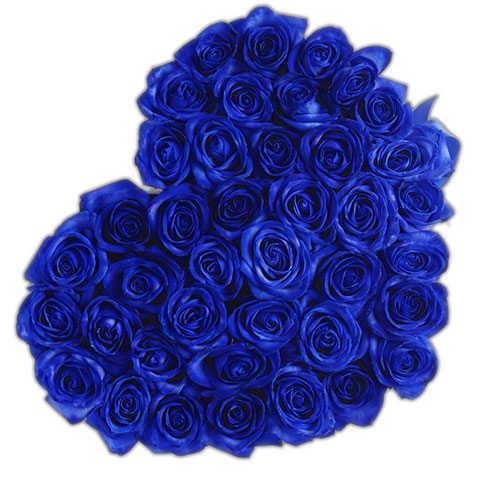 عکس زیبای گل رز آبی