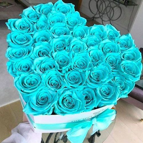 گل رز آبی فیروزه ای