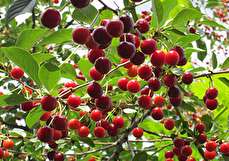 راهنمای کاشت درخت آلبالو در خانه