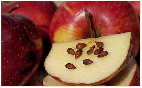 جدا کردن هسته سیب برای کاشت