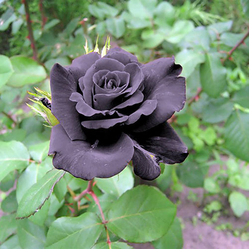 عکس شاخه گل رز سیاه
