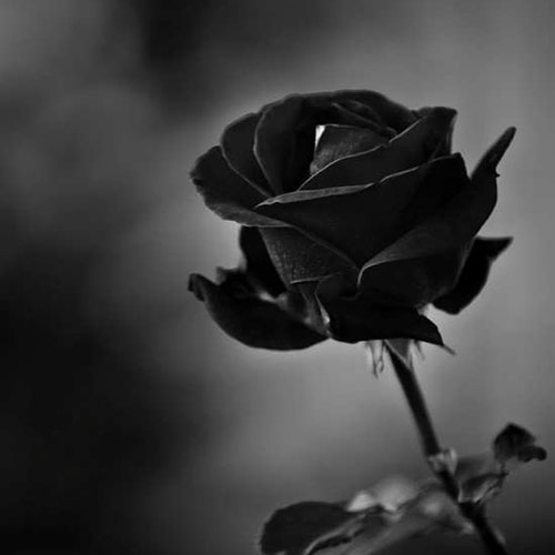 عکس گل رز سیاه رنگ
