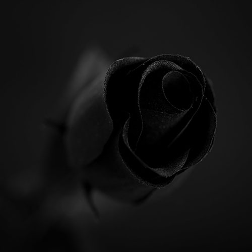 عکس سیاه از گل رز مشکی