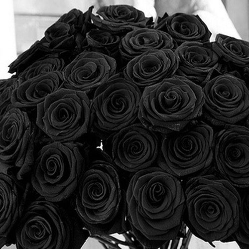 عکس گلهای رز سیاه