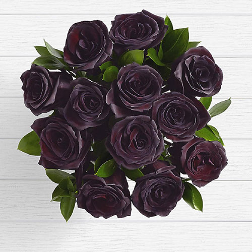 عکس گل رز سیاه زیبا