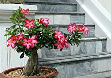 نکات کاربردی برای نگهداری و پرورش گیاه آدنیوم