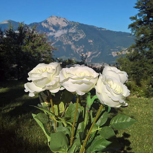 گل رز سفید در طبیعت