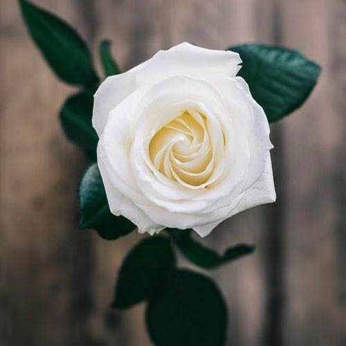 عکس شاخه گل رز سفید