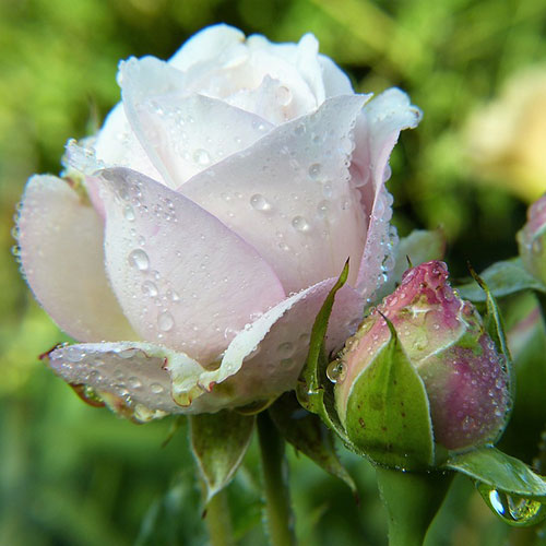 عکس غنچه گل رز سفید
