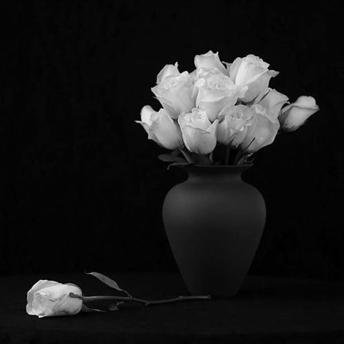 عکس گل های رز سفید 