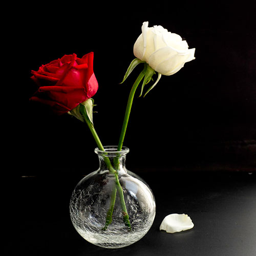 گل رز سفید و قرمز 