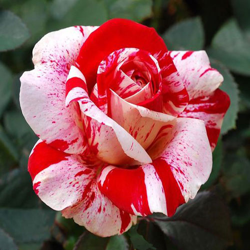 عکس پروفایل گل رز سفید و قرمز