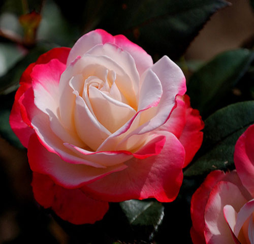 عکس ملیح گل رز سفید قرمز
