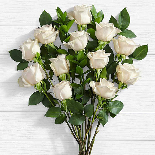 عکس زیبا از گلهای رز سفید