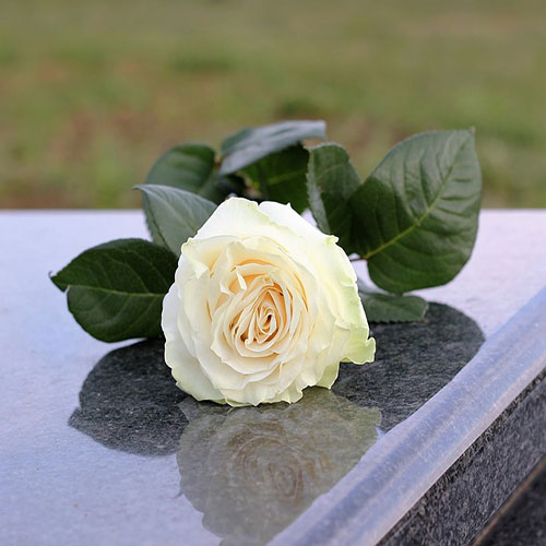 تصویر گل رز سفید