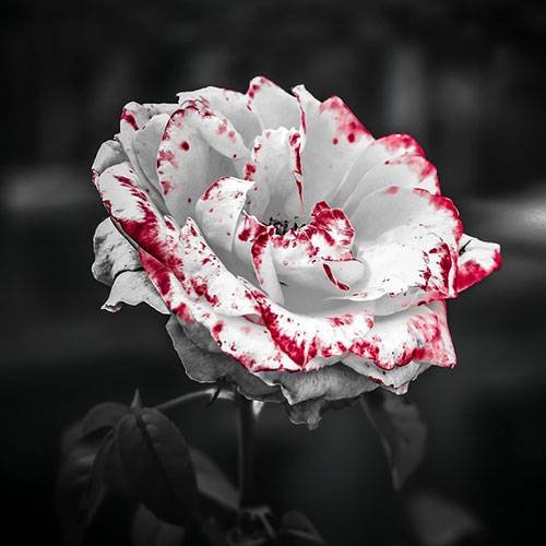 گل رز سفید پس زمینه 