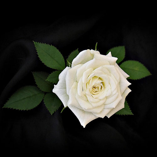 گل رز سفید با کیفیت بالا