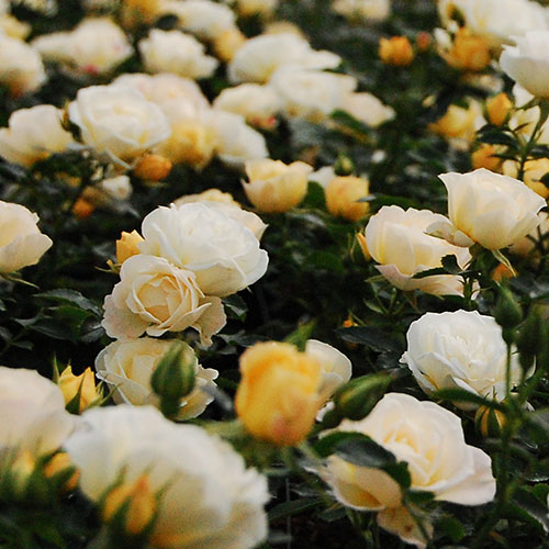 گل رز سفید و زرد