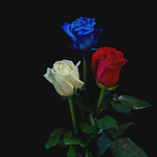 گل رز سفید و قرمز و آبی