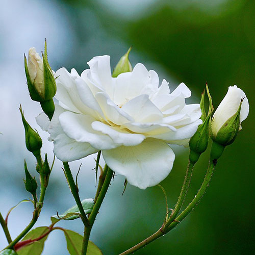 گل رز سفید بسیار زیبا