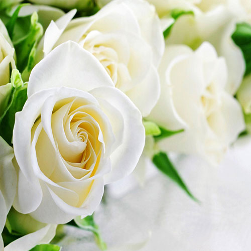 عکس زیبای گل رز سفید