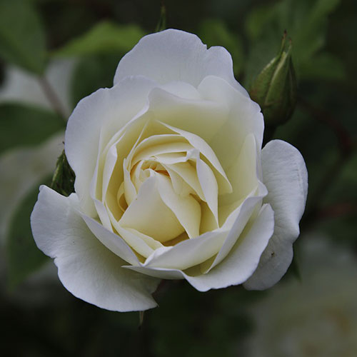 عکس پروفایل گل رز سفید